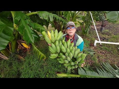 Harvesting Banana Racks in Windy conditions, after storm passed.