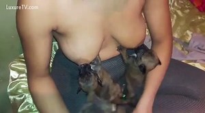 Puppies fighting for milk