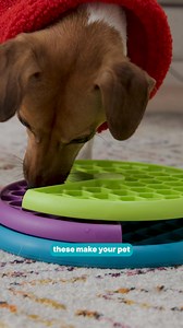 57 reactions | Even when its cold, wet and miserable outside play and exercise are still essential to your pet's physical and mental wellbeing ❄️  | Pet Circle | Facebook