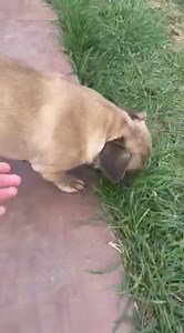 Durchi ist vermittelt 🍀 #adopt, #Bulldogge, #Tierschutz, #Plattnasen, | Herkules Bullyrettung g.UG