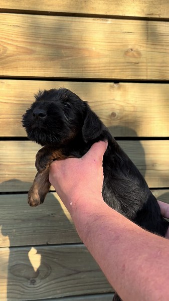 Jagdterrier: Passionate Hunting Dog Breed