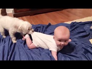 أطفال يلعبون مع الجراء ★ تجميع الفيديو مضحك