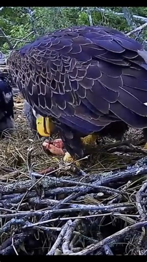 Feeding at the Little Miami Bald Eagle Nest! | PixCams