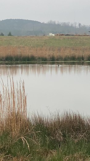 3.4K views · 33 reactions | Gibbs Garden Center on Reels | Facebook