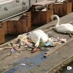 1.3K views · 42 reactions | I cry  #animals #animals | Biology GIF | Facebook