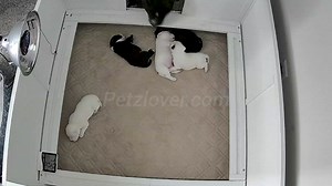 Staffordshire Bull Terrier Puppies For Sale in Thompsons Station.....
