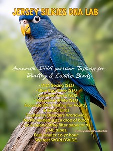 Parrot DNA Gender Sexing Test – Set of 3 – Fast & Accurate Results – No Kit Needed – Bird DNA Test for Parrots, Conures, Macaws, Cockatoos. - Etsy UK