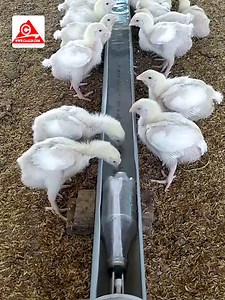 👉WHATSAPP : ￼⁨61 8411631⁩ Kuliyadan waxa aad ku baran doontaa wax soo saarka digaaga iyo habka looga faaido . kuliyadan waxa aay socon doontaa mudo kooban oo 2 bilood ah labadaasi bilood ayaa laguugu soo koobayaa dhamaan dhaqashada digaaga iyo qaabka loo bilaabo beer digaag ah . * Talaal ka digaaga * Barashada noocyada cudurada ku dhaca digaaga . * Daawaynta Iyo Ka Hortaga Cudurada ku dhaca digaaga . * Nashqadaynta goobta aay digaagu ku noolaanayaan * Sida loo sameeyo mashiinka digaaga lagu dil