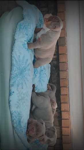 Week 5 loading…….. 🐾♥️🧸🫶🏼 #TrevinosPitbullsTeddyBears www.trevinos-pitbulls.com | Trevinos Pitbulls