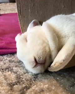 126 reactions · 12 shares | @puffytails #sleepingbunny #sleepingbunnies #cutest #cutestbunny | cleo...un coniglio è il miglior amico dell'uomo | Facebook