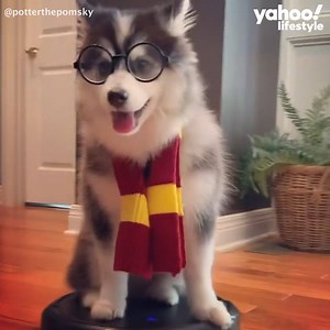 232K views · 856 reactions | We can't stop watching this Harry Potter puppy riding a Roomba. ❤️ | In The Know Now | Facebook