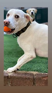 AI taken over. 😂😂😂😂 | Harlem Doggie Day Spa HDDS