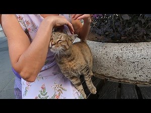 Old tabby cat needs love more than food
