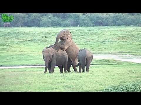 Wonder of Nature, Giant Elephants Making Love