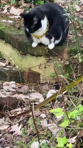 Maxwell the Cat - Funny and Adorable Moments