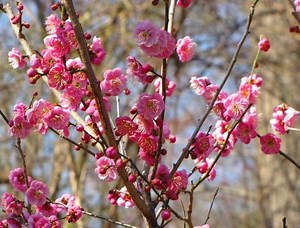 Prunus mume - Alchetron, The Free Social Encyclopedia