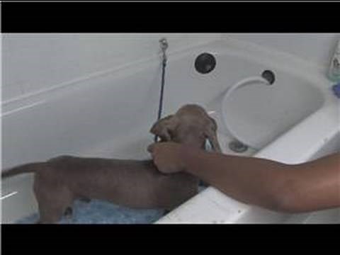 Dog Grooming : How to Give a Dog a Bath