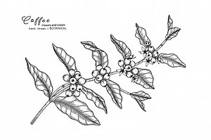 Kaffee-Blume und Blatt von Hand gezeichnet botanische Illustration...