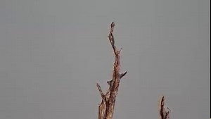 Lilac-breasted Roller | WildEarth Cam