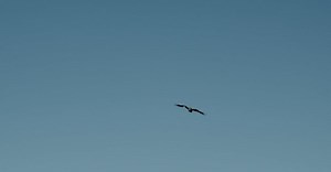 Video by Ton Souza on Pexels