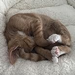 Zerbuger Cat Bed, 23In Dog Beds for Small Dogs, Calming Cat & Dog Beds for Indoor Pets, Pet Beds Comfortable Donut Round Ultra Soft (Leopard, Medium 23in)