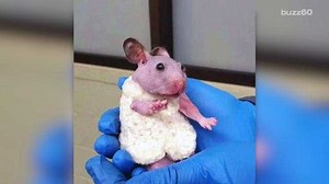 Hairless Hamster Has Tiny Sweater Made Just for Her