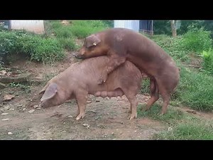 Natural Pig Mating Process