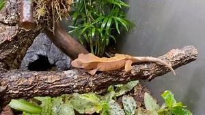 More goregous Crested Gecko Babies now ready... including this stunning Flame Pinstripe... this is going to be amazing as an adult! 🔥 #crestedgecko #crestedgeckos #cresties #crestiesofig #geckos #geckolife #geckosofig #correlophusciliatus #lizard #lizards #lizardsofinstagram #reptile #reptiles #reptilelover #reptilekeeper | Exeter Exotics