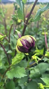 今朝届いたばかりのダリア｢黒蝶｣たくさんの蕾の中に大輪の花が💎この花びらの重なり✨長く楽しめるんです。冬を越してまた来年も咲いてくれる…この美しさ必見‼️ ​#植物 #ダリア #花 #ガーデニング #