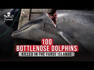 100 Bottlenose Dolphins Killed in the Faroe Islands