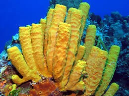 Yellow Tube Sponge