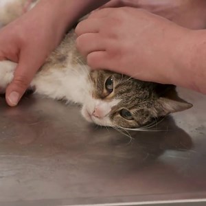 Nadège et Clothide récupèrent un chat errant blessé et vont tout faire pour le soigner 🐱 ➡ "Chiens et chats sans collier" | Chaque dimanche à 20h20 sur La Une | En replay sur RTBF Auvio | VivaCité - RTBF