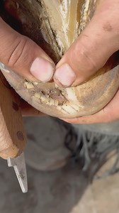 1.8K views · 6.3K reactions | Hospital plate for infected foot! #horses #farrier #farriersofinstagram #therapeautic | Idaho Horseshoeing School | Facebook