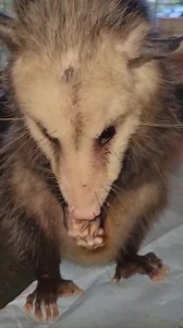 Love watching mom opossum wash up after her breakfast. You can see one of her babies in the pouch | Little Bit Wildlife Rescue