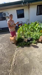 Day 106 | Namigay ng Kutsinta sa Brgy Malasugui, Labo Camarines Norte ❤️ Ps: Sponsored by sir Ebut Man 🫡 #KUTSINTAGIRL #provincelife🌿🌴🌱🌾🍃 #CapalongaCamarinesNorte #bicol #hannah #camarinesnorte #adayinmylifevlog #labocamarinesnorte | Kutsinta Girl