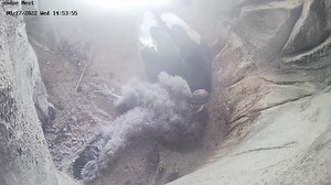 Biiiiig stretch! The Andean Condor chick is about 2.5 months old and continues to grow and thrive at the National Aviary. Watch now as she stretches out a wing while cozying up to mom Lianni. Can you spot her adult feathers starting to come in? As a full adult-sized condor, her wingspan could stretch all the way out to 10 feet! | National Aviary