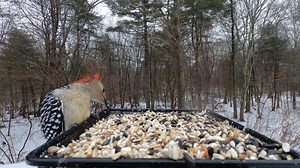 64 reactions · 3 comments | Bad hair day... (Female Red Bellied Woodpecker) | Critter Cam | Facebook