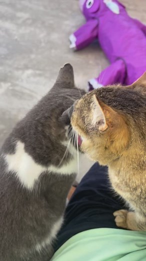 Grandpa showering Sly with love and kindness! 💙💙 #friends #gotyourback #buddies #catbath #love #kindness #Respect #cats #furballfarmpetsanctuary www.FurballFarmPetSanctuary.com 😻😻 | Furball Farm Cat Sanctuary
