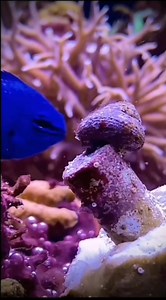Damselfish found free food.😅👌🔥 #fyp #reef2reef #reef #aquarium #reels #viral | avea_reef