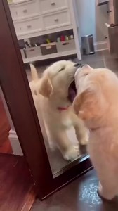 21K views · 2.3K reactions | Step after bathing  Cre:hudsondagoodboy | Golden Retriever Overload | Facebook