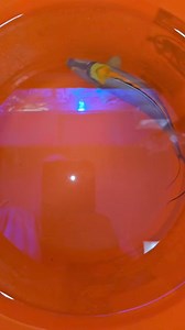 The Corner Reef on Reels