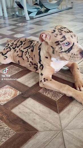 Leopard bully PuppyCub 🐆🐆🐆🐆 #leopardbully | LilzBullz American Bullies Marbella