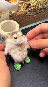 15K views · 198 reactions | Yo cuando hay que madrugar #cute #funny #hamsters #videoviralシ | Norma Soria | Facebook