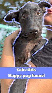 2.1K views · 150 reactions |  Meet Happy: A Sweet and Sensitive Pup...