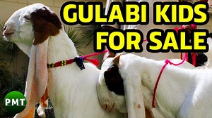 Gulabi Kapla Kids Jori Call or Whatsapp for more details - Muhammad Muzzammil Shaikh: 03360237367 Note: If you call me, and my number does not respond, kindly contact me on whats-app then. Cargo is available all over Pakistan. | Cattle Market Karachi | Facebook