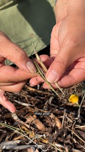 26 reactions |  Nature Trail update! Gather some California poppy seeds with us. #TheNat #HereForNature #CalifroniaPoppySeeds #NativeGarden #GardeningTips #PoppySeeds | San Diego Natural History Museum | Facebook