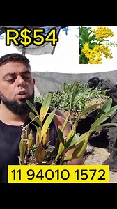 Dendrobium Chrysotoxum Adulta em Promoção - Floração com Cachos de Flores Amarelas! 🌸🌿🪴 Aproveite esta oportunidade especial para ter em sua coleção essa planta que desabrocha deslumbrantes cachos de flores amarelas. 🌟🛍 #orquideas #promocao Clique aqui para garantir suas orquídeas ➡ https://www.comprarorquideas.com.br/produtos/dendrobium-chrysotoxum-adulta1/ WHATSAPP 11 94010-1572 | Mais Orquídeas