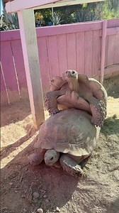 Desert Tortoise! | Animal Rescue #subscribe #nevada #reptile