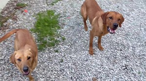 6.3K views · 212 reactions | Would YOU run naked through THIS to...