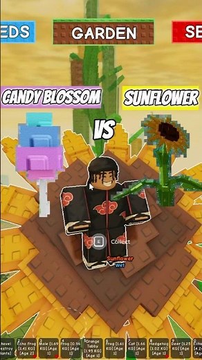 CANDY BLOSSOM or SUNFLOWER ? Which One is the BEST in Grow a Garden !? #roblox #growagarden